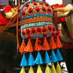 Ox-with-coloured-headdress