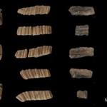 <!--:en-->14,000 Years Ago Roast Whale Was On The Menu At Nerja Caves<!--:-->