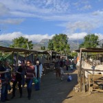 Latest On Nerja Donkey Sanctuary Move