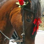 Horse-with-rose-